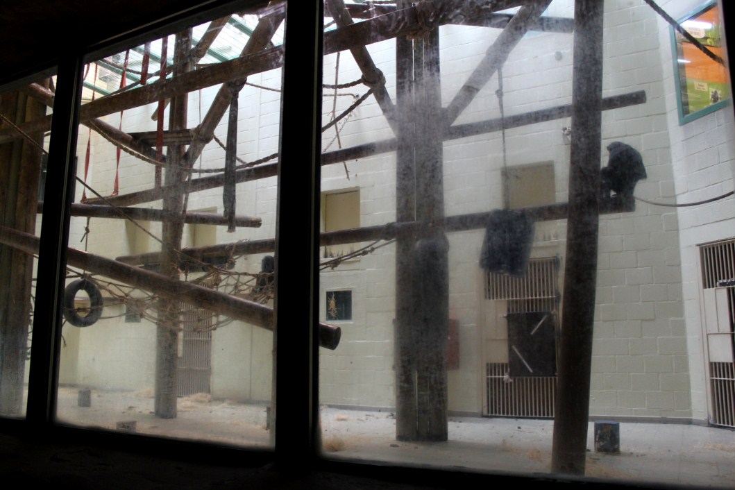 Planckendael - Africa (Bonobo House)