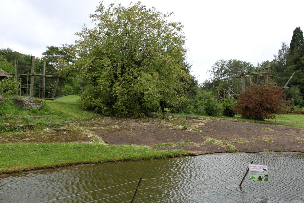 Planckendael - Africa (Bonobo Island)