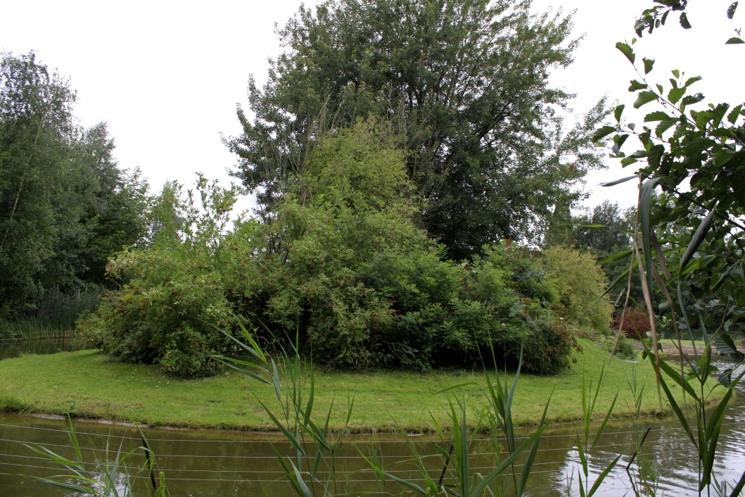 Planckendael - Africa (Bonobo Island)