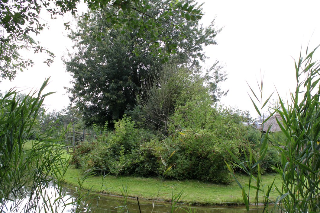 Planckendael - Africa (Bonobo Island)