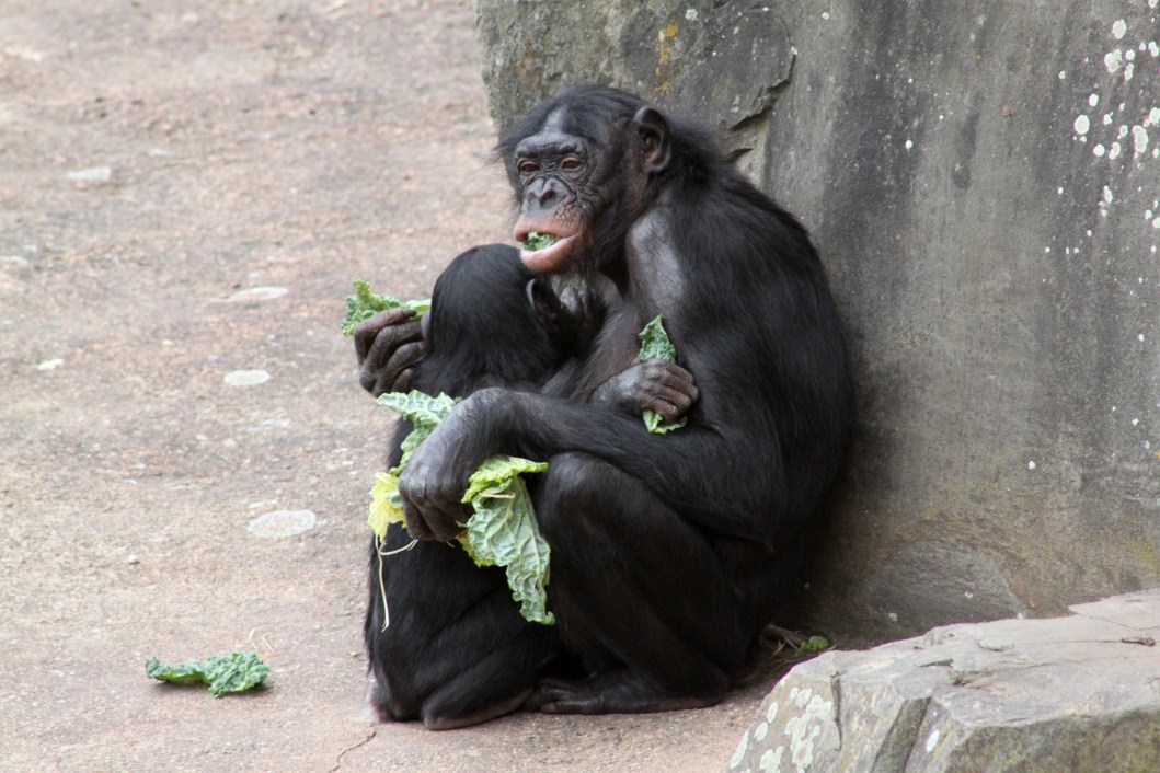 Planckendael - Africa (Bonobos)