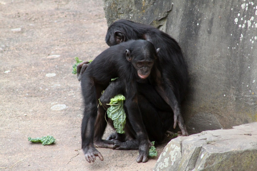 Planckendael - Africa (Bonobos)