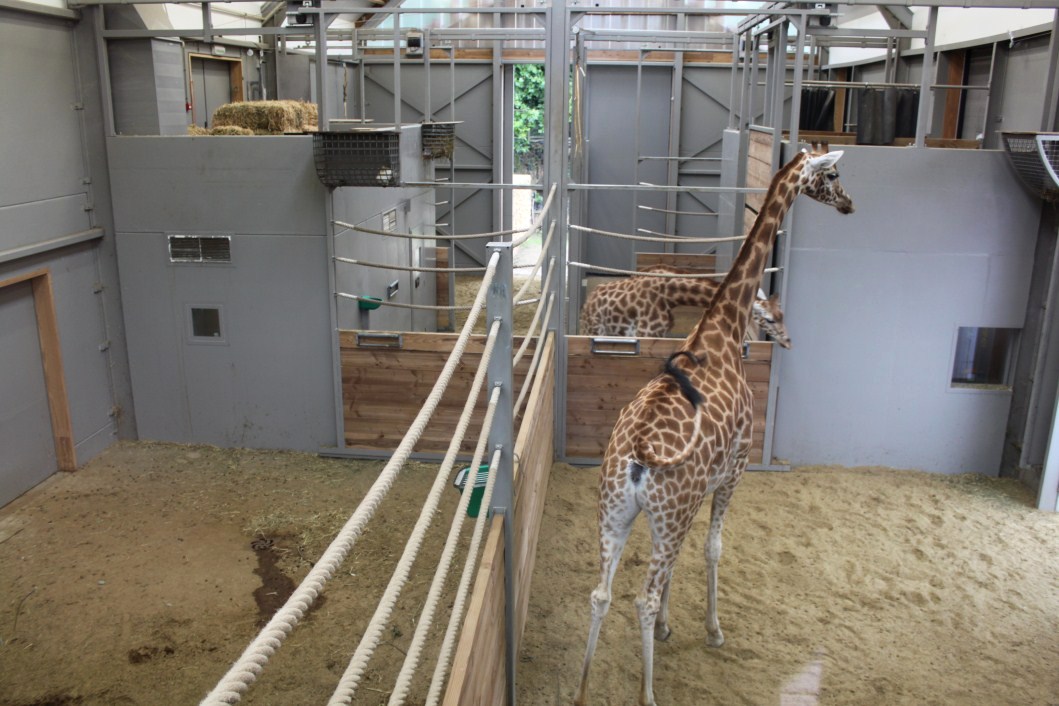 Planckendael - Africa (Giraffe House)