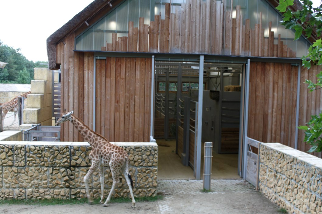 Planckendael - Africa (Giraffe House)