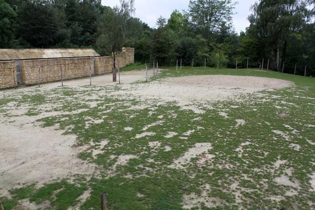 Planckendael - Africa (Giraffe savannah)