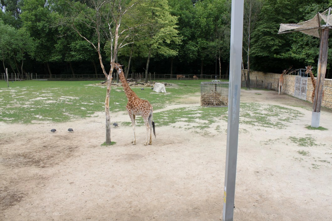 Planckendael - Africa (Giraffe savannah)