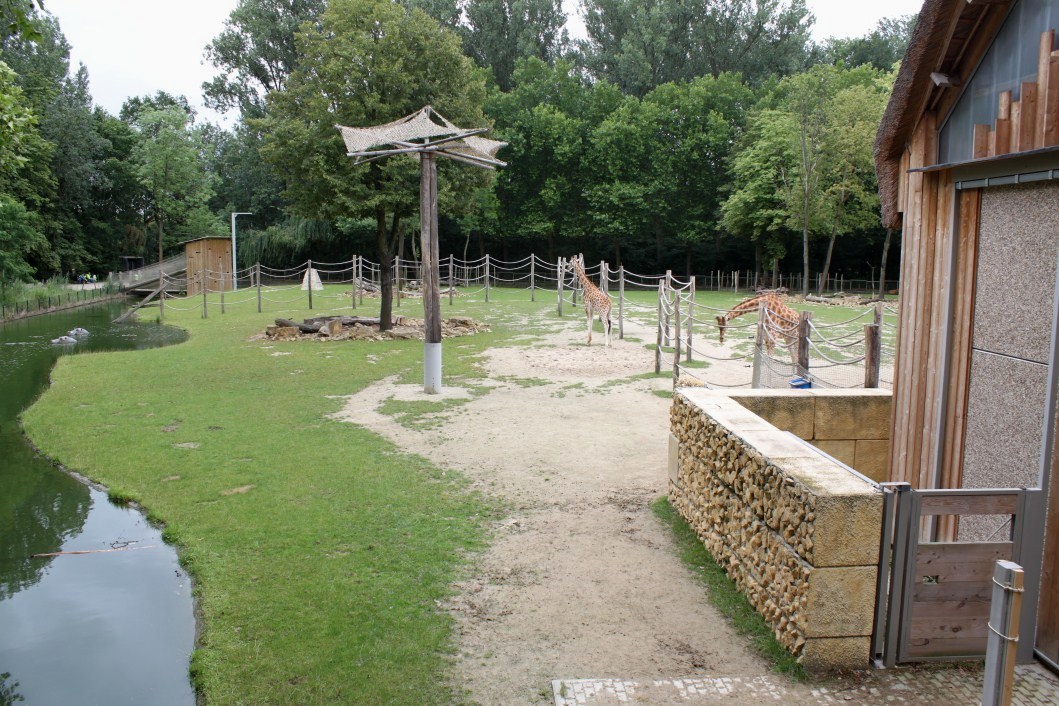 Planckendael - Africa (Giraffe savannah)