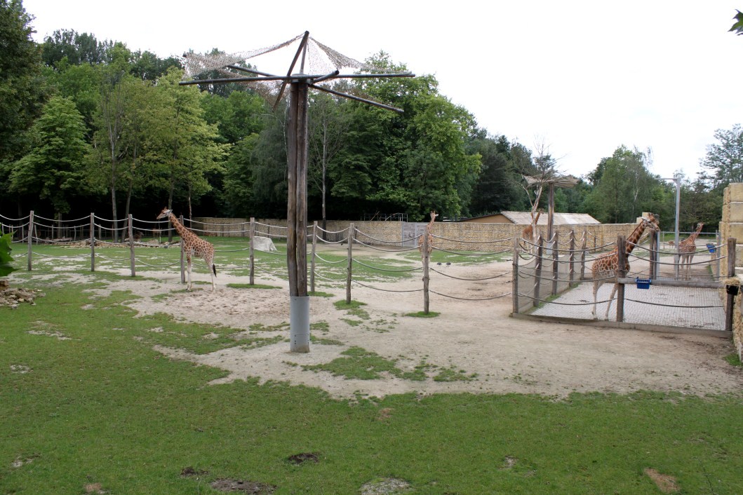 Planckendael - Africa (Giraffe savannah)