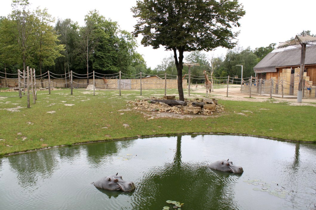 Planckendael - Africa (Giraffe savannah)