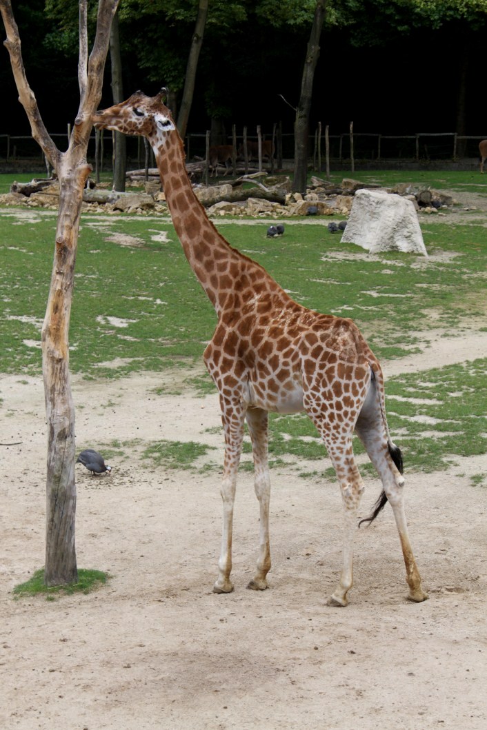 Planckendael - Africa (Kordofan giraffe)