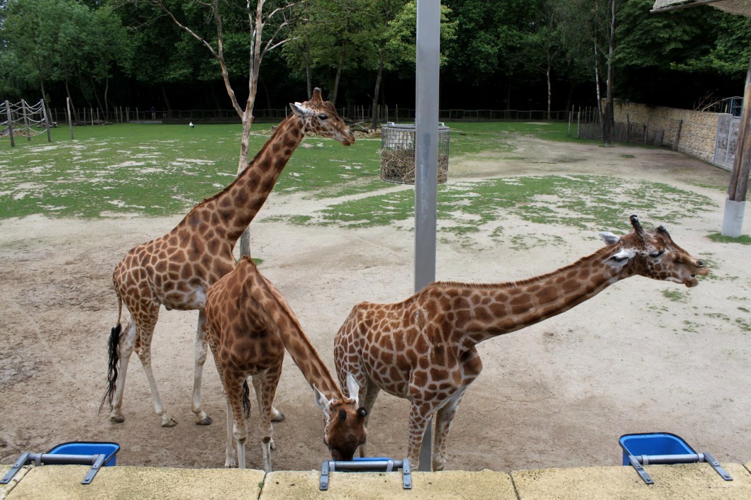 Planckendael - Africa (Kordofan giraffes)