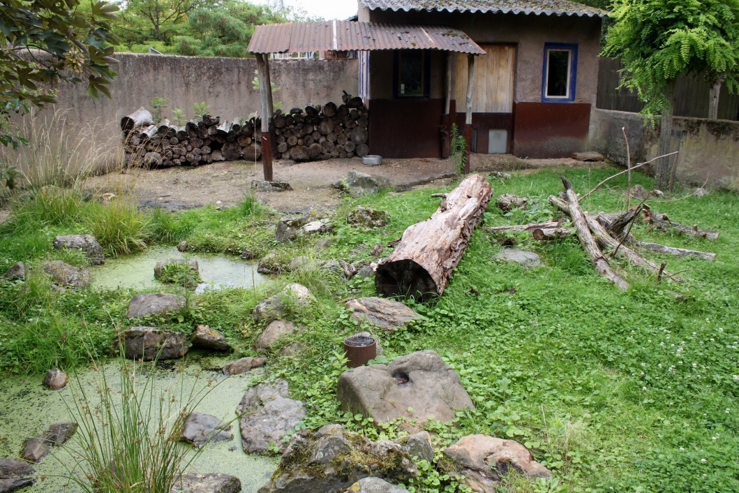Planckendael - Africa (Porcupine)