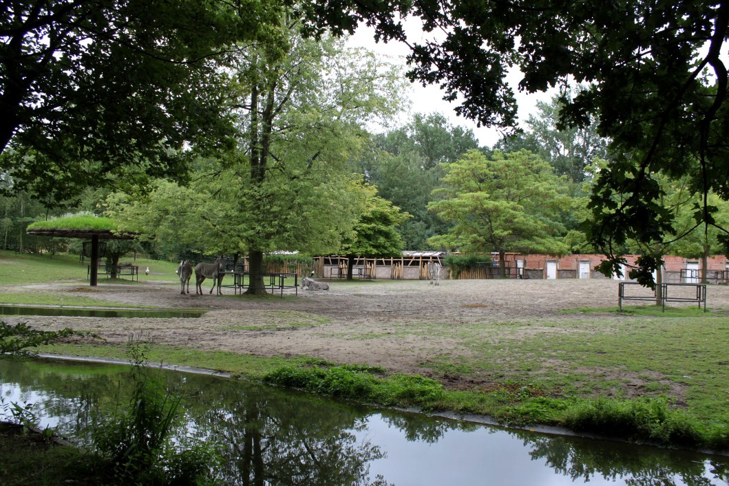Planckendael - Africa (Zebra savannah)