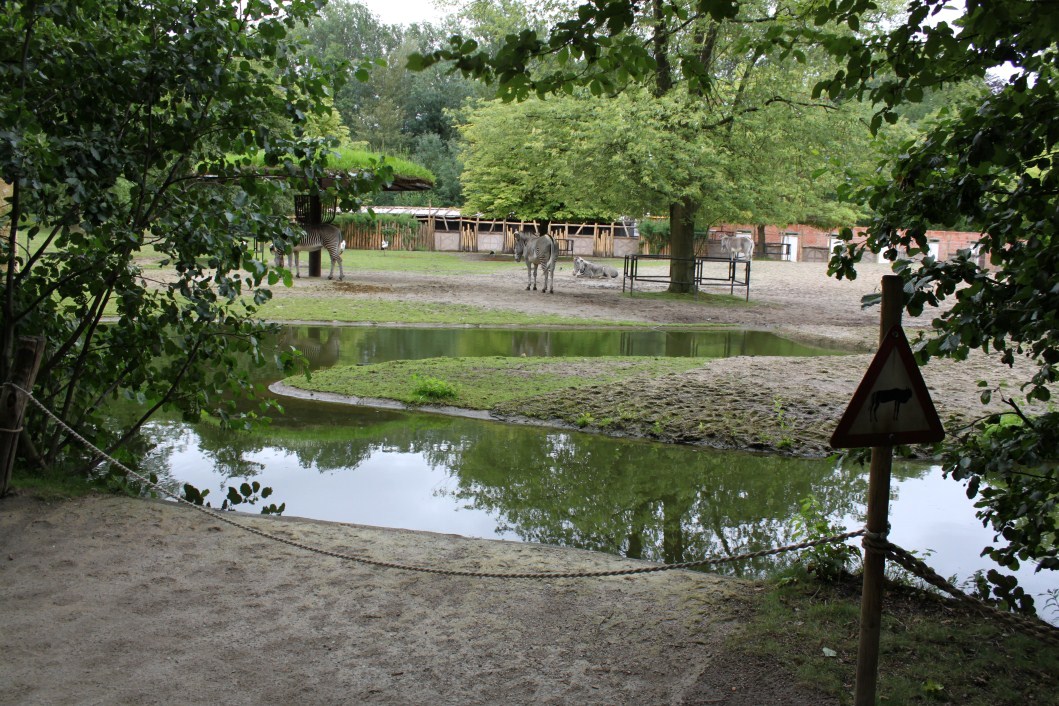 Planckendael - Africa (Zebra savannah)
