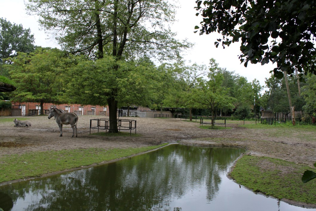 Planckendael - Africa (Zebra savannah)