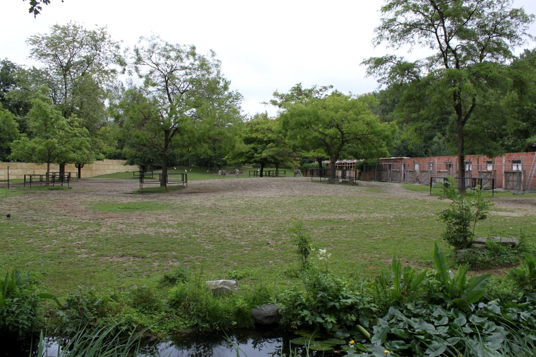 Planckendael - Africa (Zebra savannah)