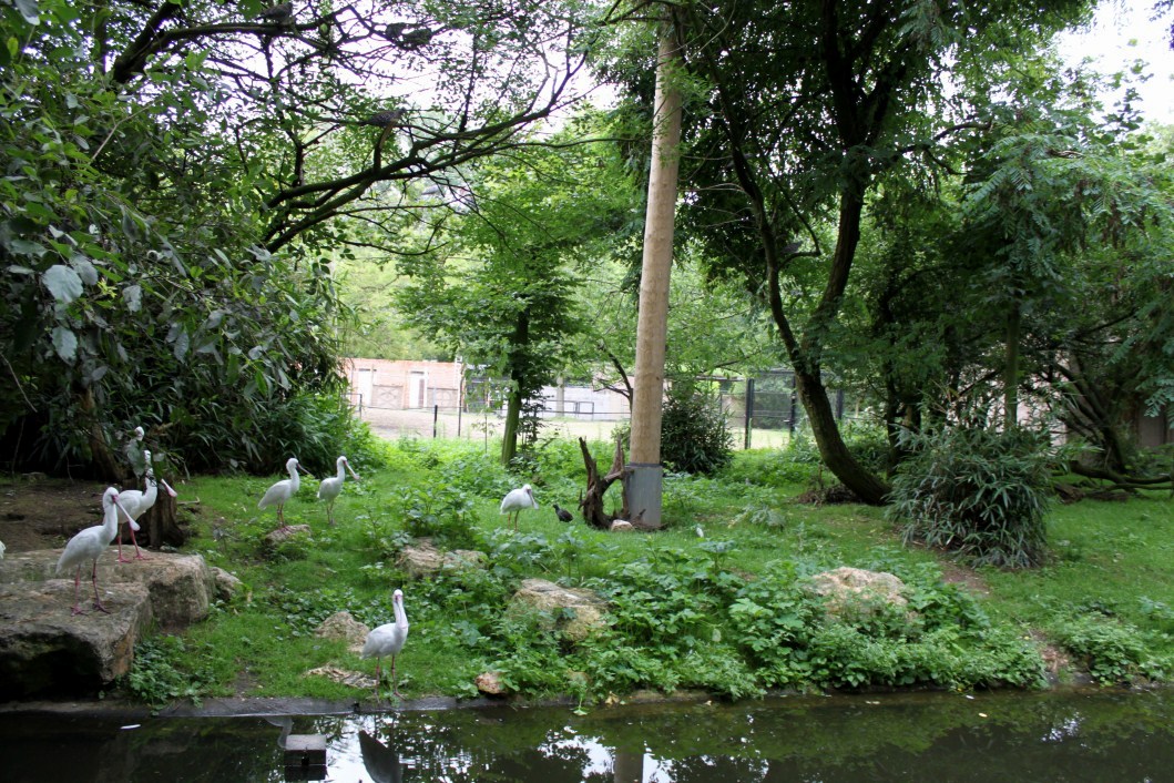 Planckendael - African Aviary