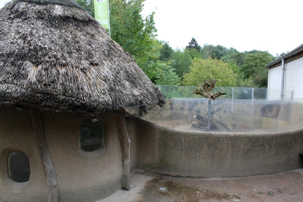 Planckendael - African Village (Mongoose exhibit)
