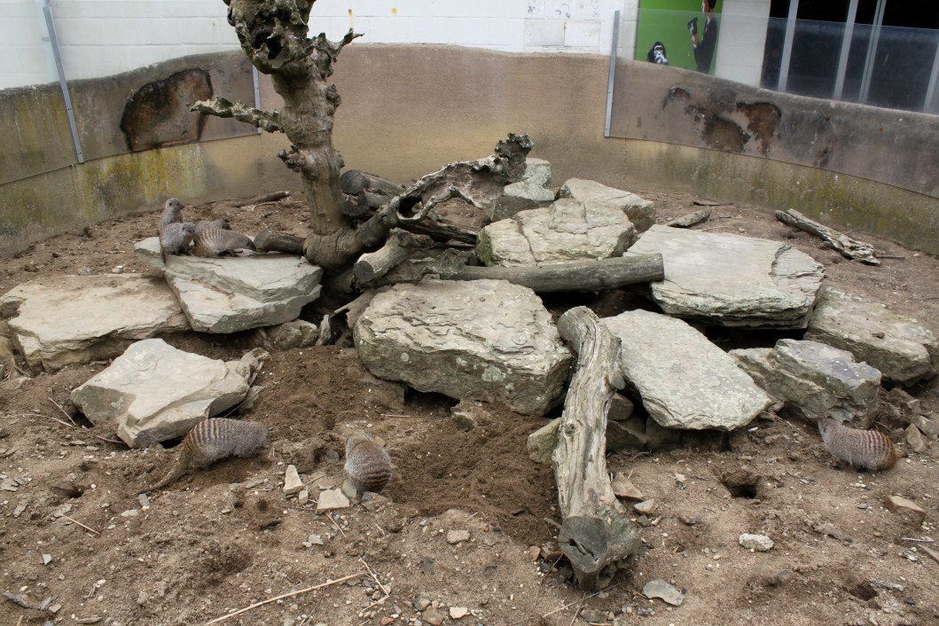 Planckendael - African Village (Mongoose exhibit)