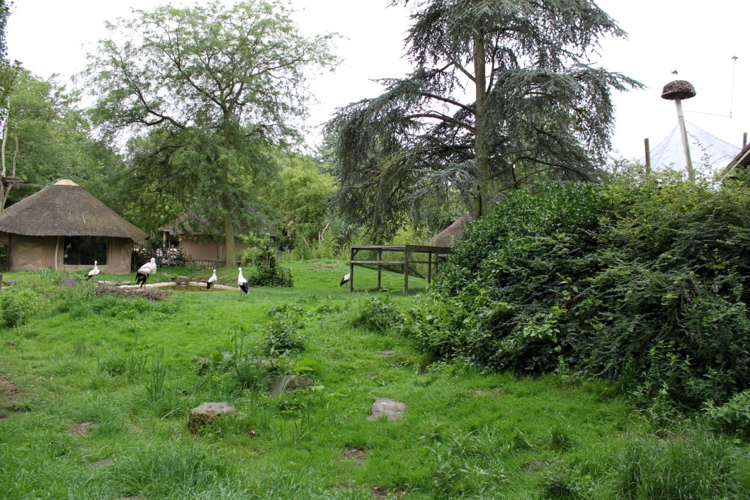 Planckendael - African Village (Storks)