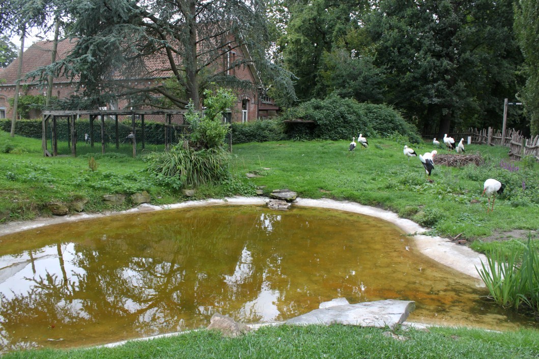Planckendael - African Village (Storks)