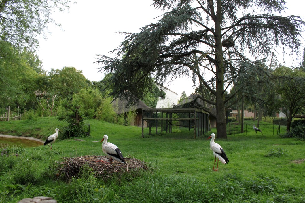 Planckendael - African Village (Storks)