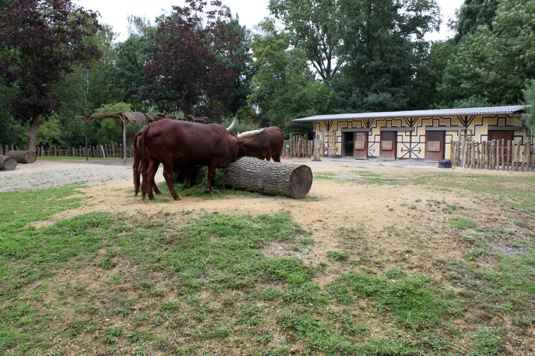 Planckendael - Ankole cattle exhibit