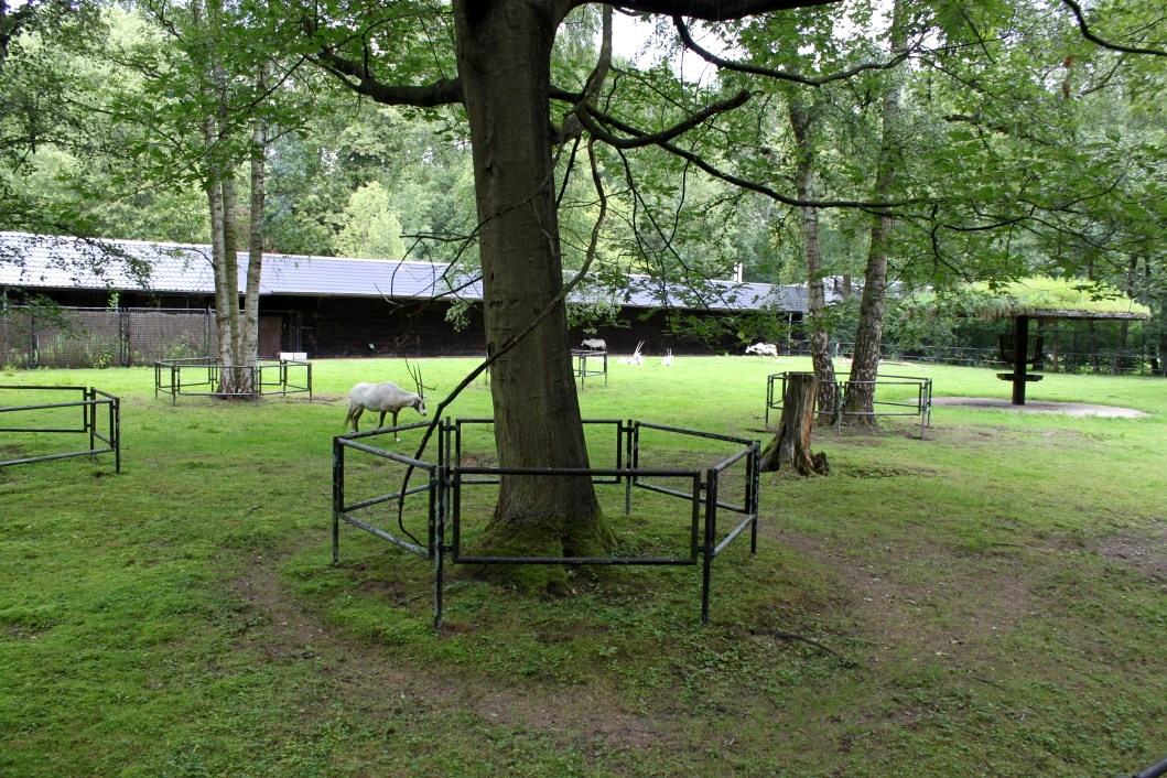 Planckendael - Arabian oryx exbibit