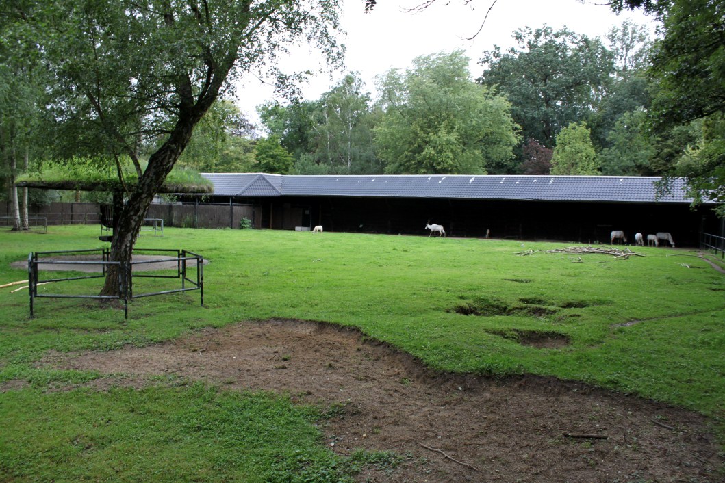 Planckendael - Arabian oryx exhibit