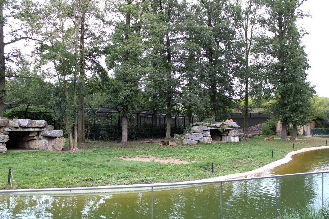 Planckendael - Asia (Asiatic lion)