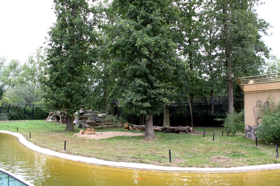 Planckendael - Asia (Asiatic lion)