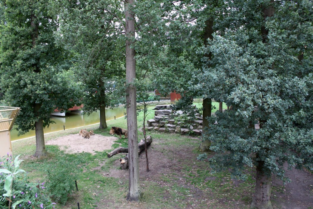 Planckendael - Asia (Asiatic lion)