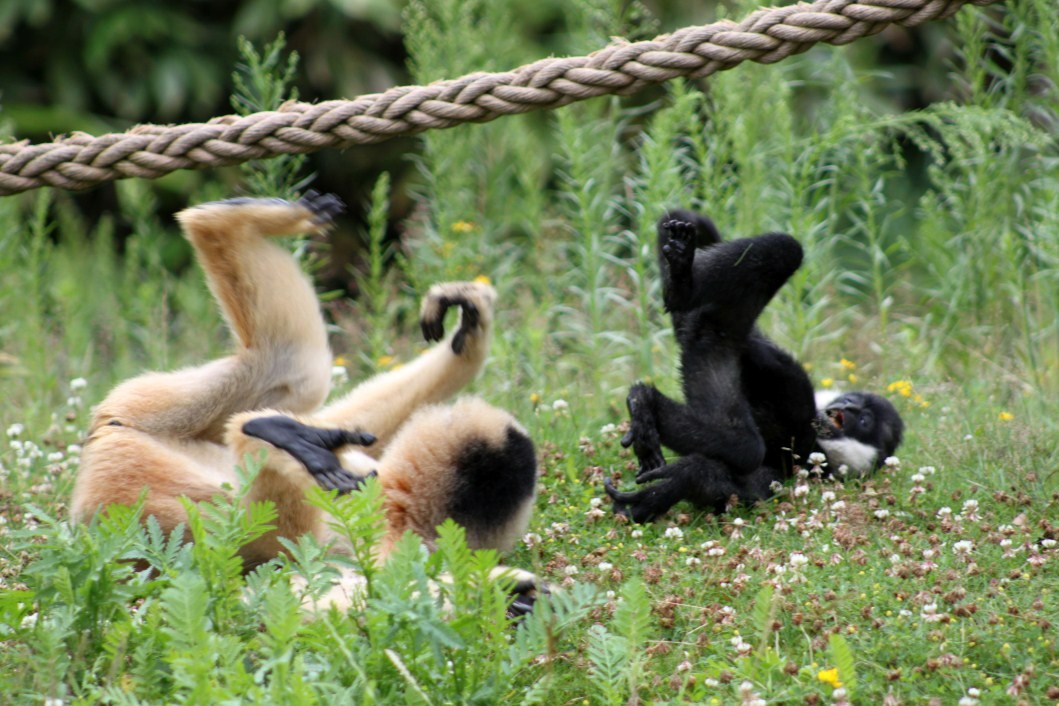 Planckendael - Asia (Gibbons)