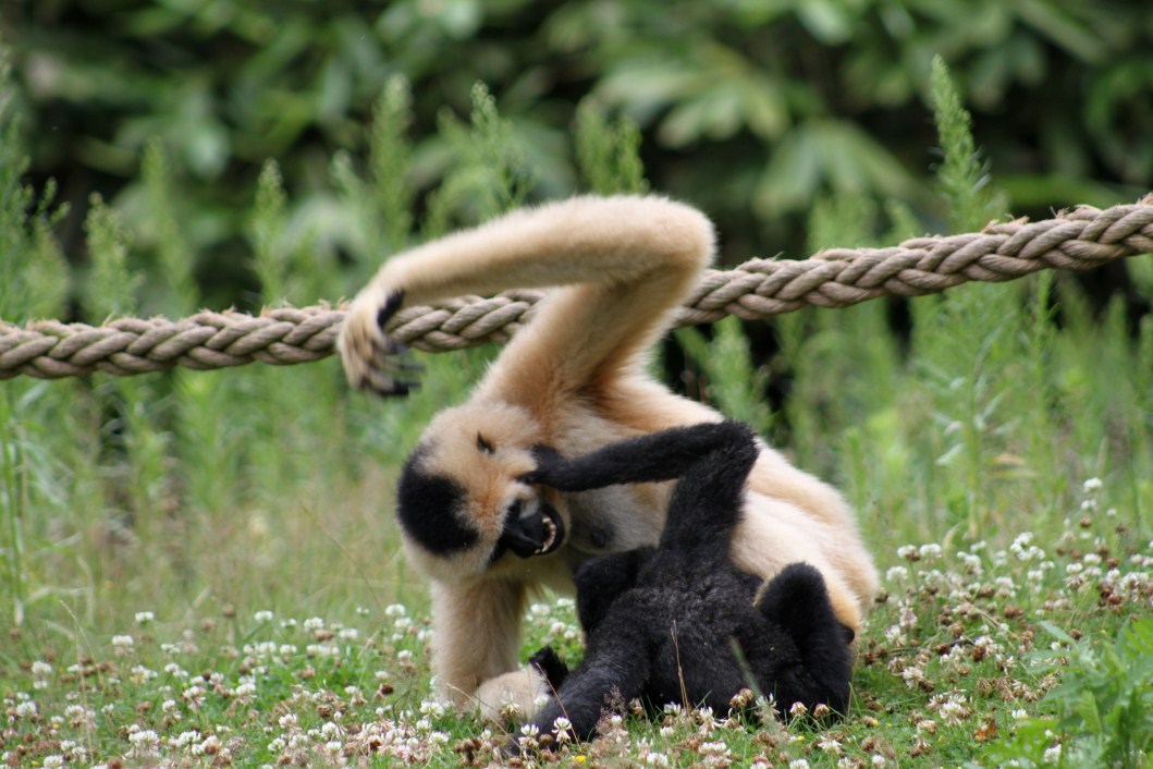 Planckendael - Asia (Gibbons)