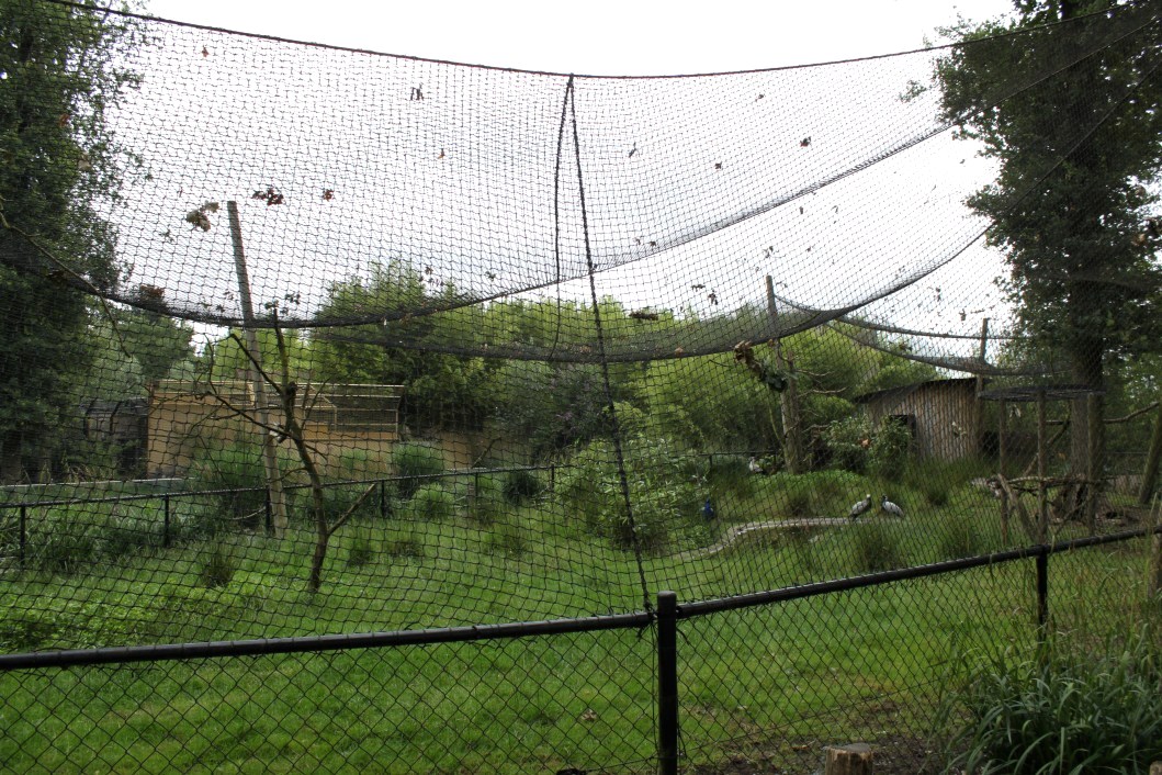 Planckendael - Asia (Gir Forest aviary)