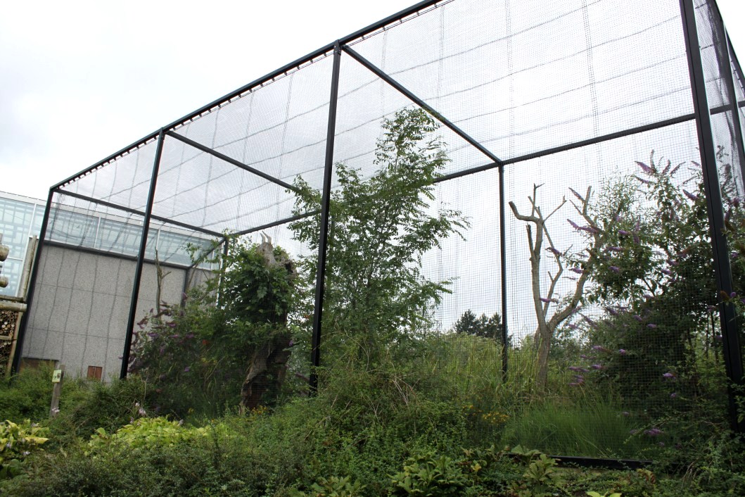 Planckendael - Asia (Pheasant aviary)