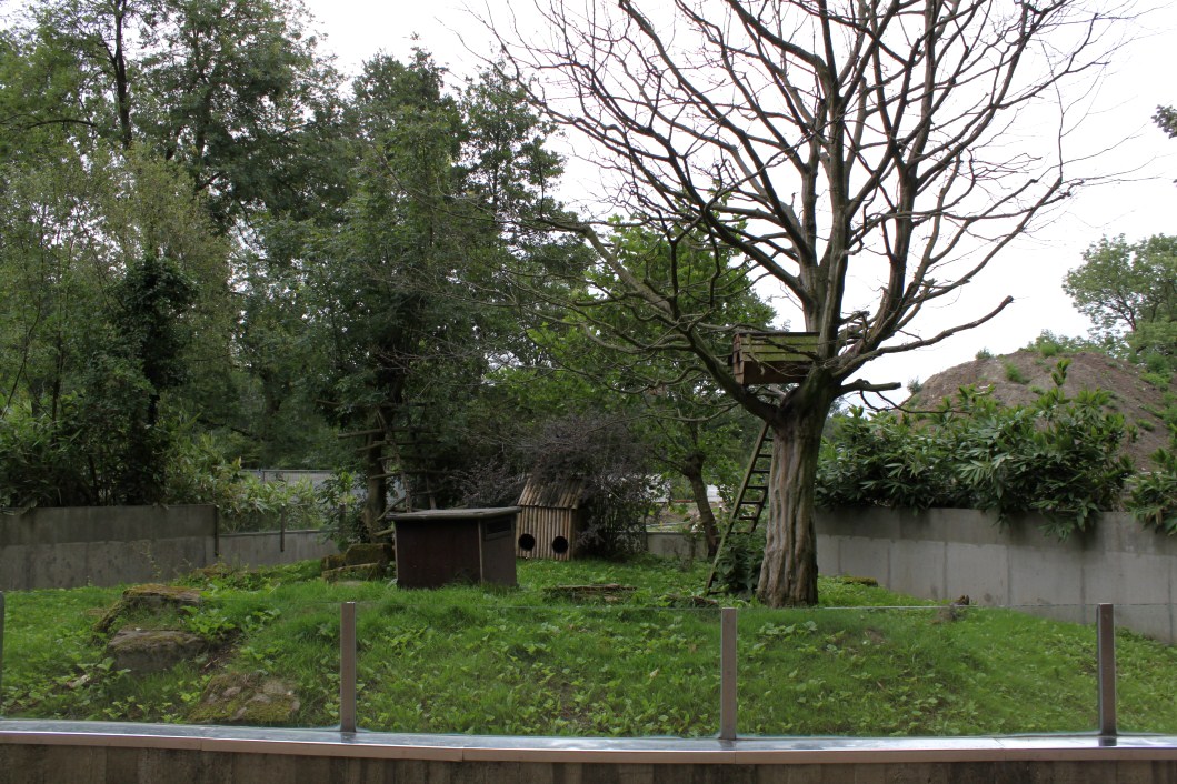 Planckendael - Asia (Red panda)