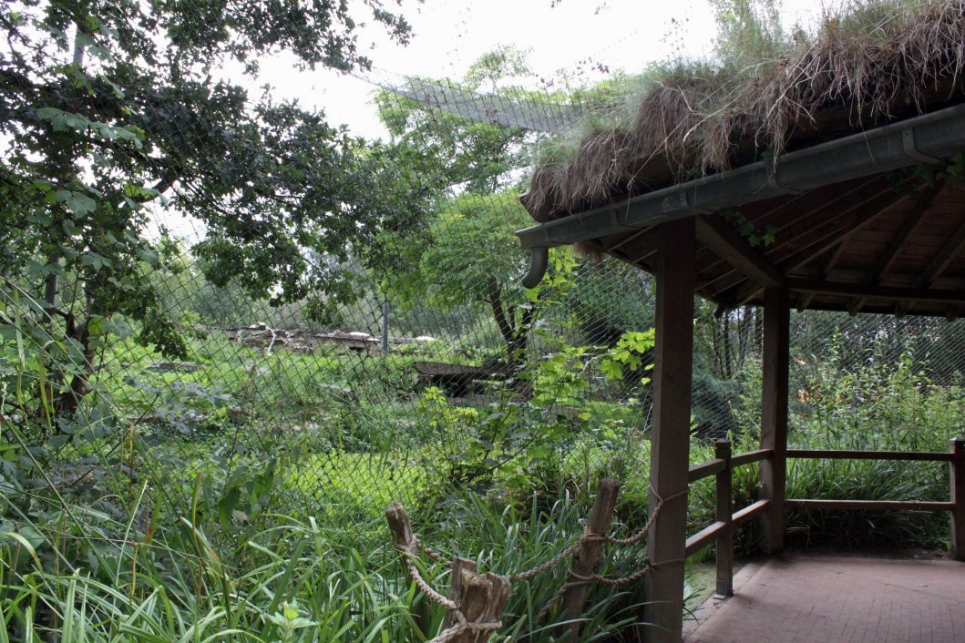 Planckendael - Asia (Snow leopard)