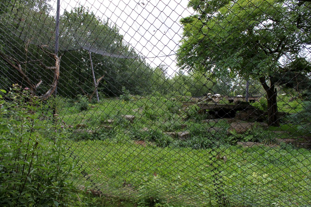 Planckendael - Asia (Snow leopard)