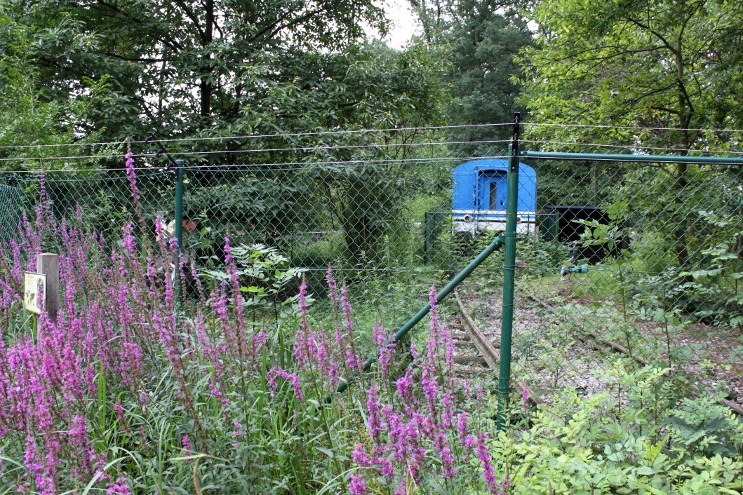 Planckendael - Asia (White-naped crane)
