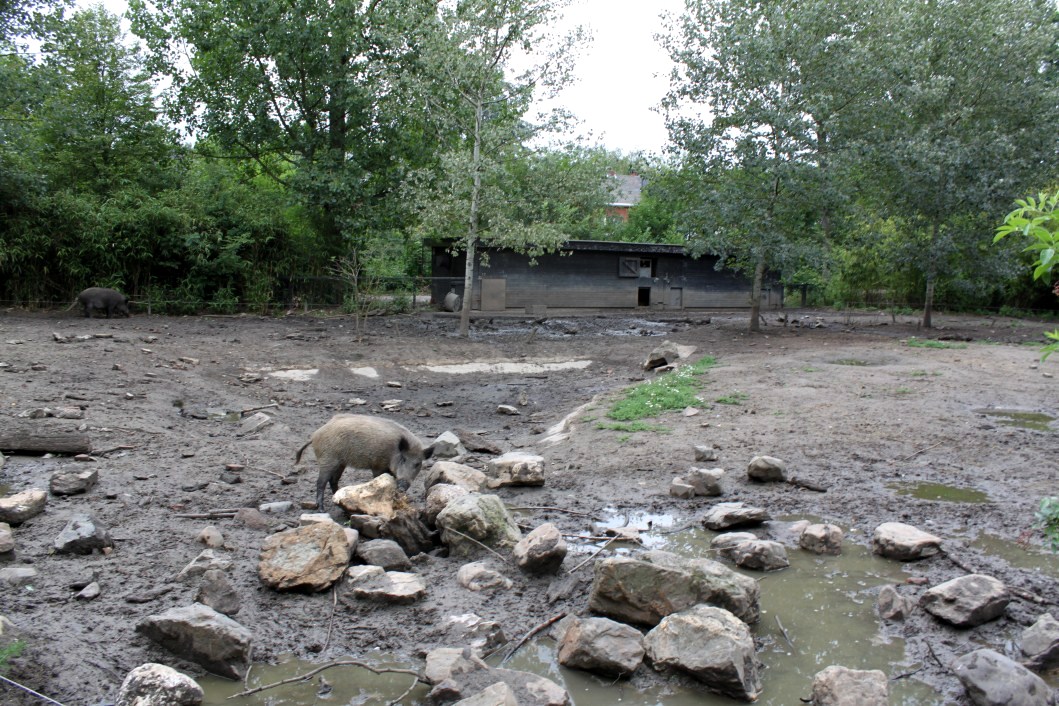 Planckendael - Asia (Wild boar)
