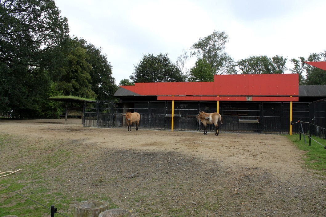 Planckendael - Asia (Wild horse enclosure)