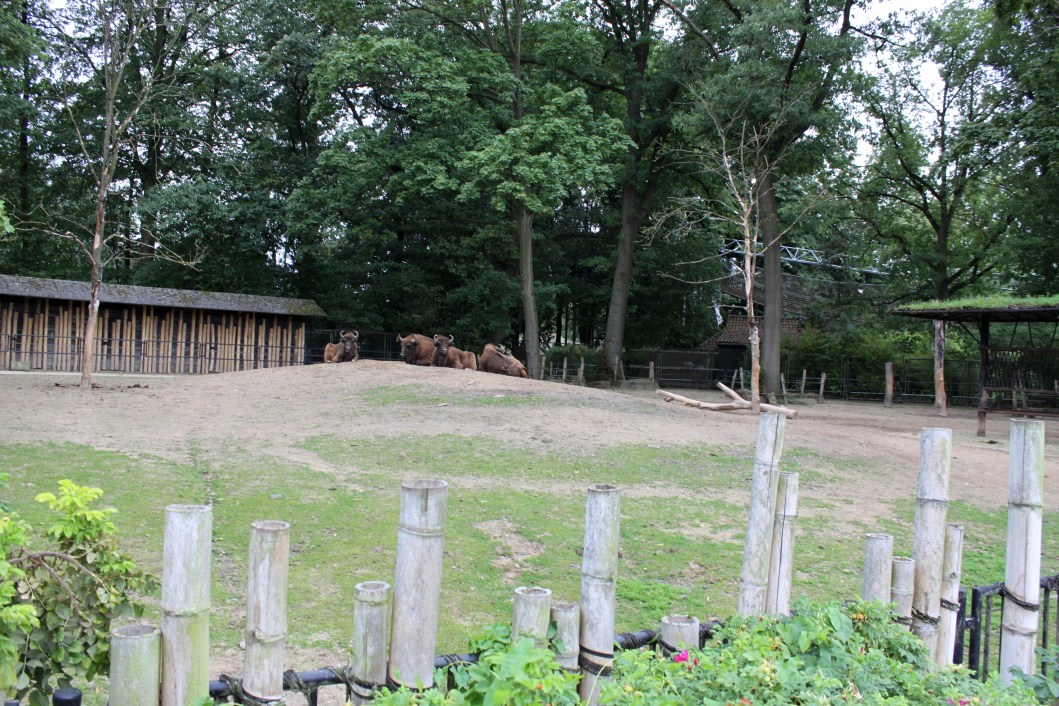 Planckendael - Asia (Wisent enclosure)