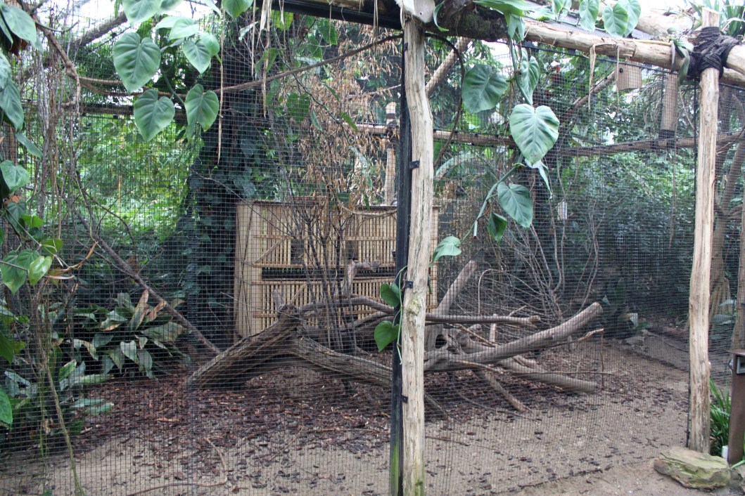 Planckendael - Asian Tropical House (Aviary)