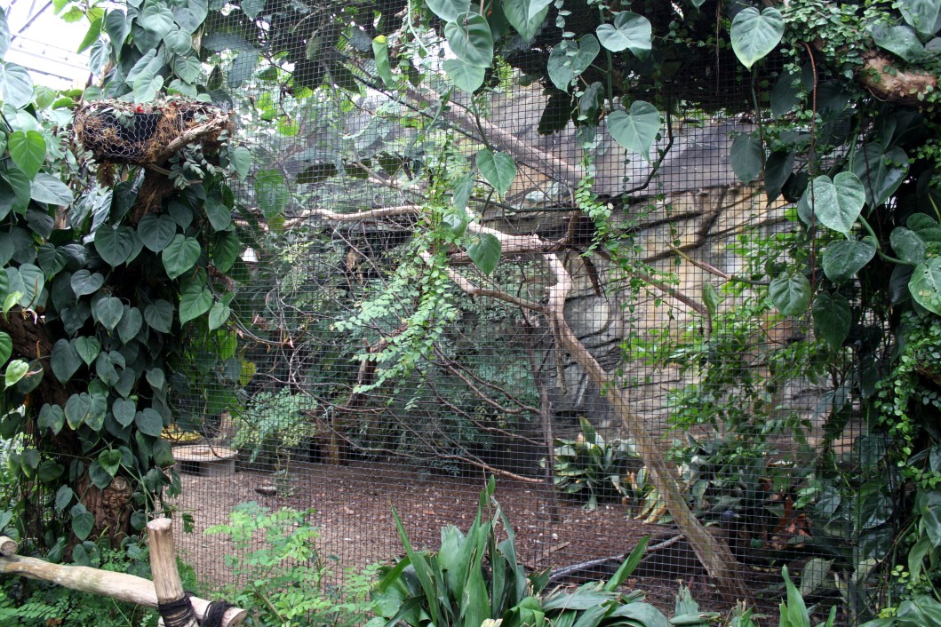 Planckendael - Asian Tropical House (Aviary)