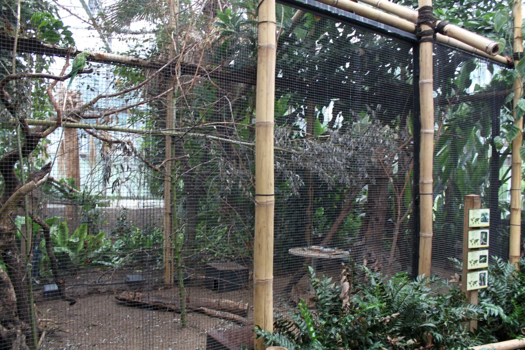 Planckendael - Asian Tropical House (Aviary)