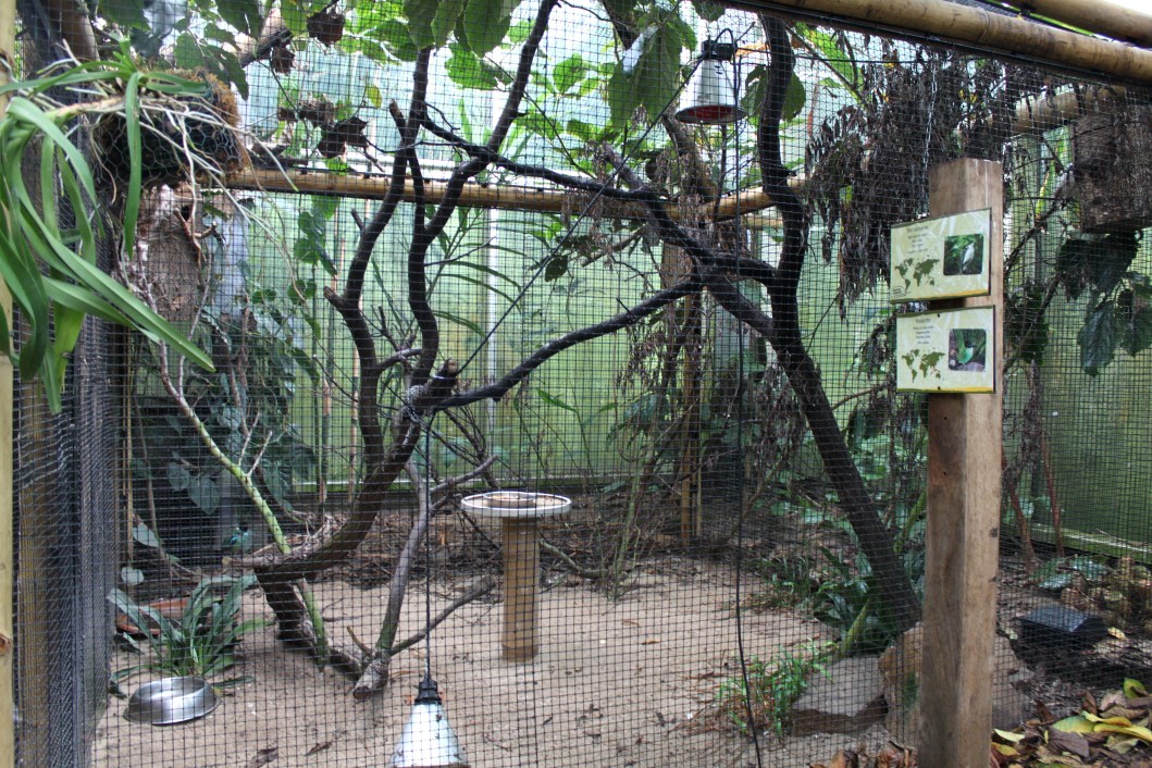 Planckendael - Asian Tropical House (Aviary)