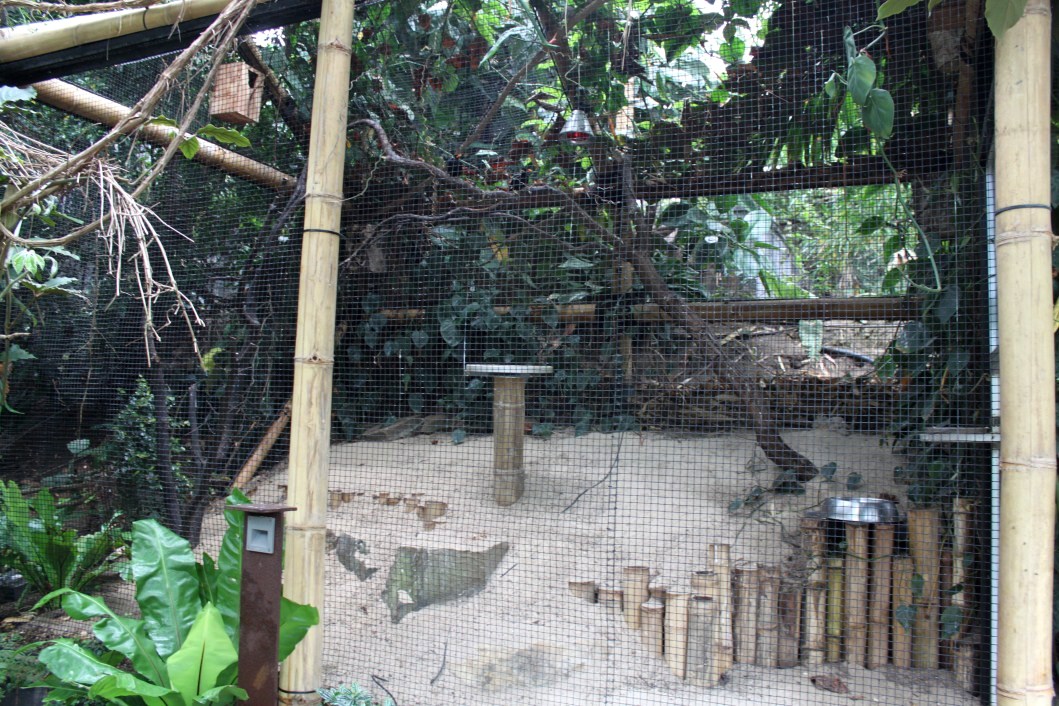 Planckendael - Asian Tropical House (Aviary)