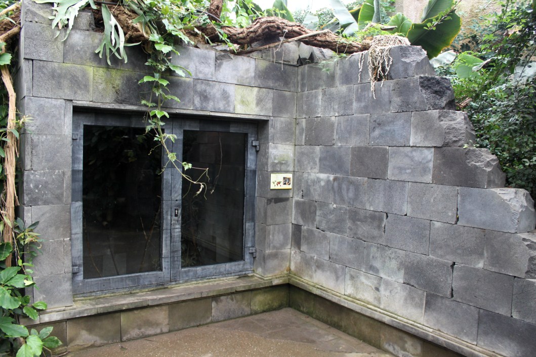 Planckendael - Asian Tropical House (Black rat)