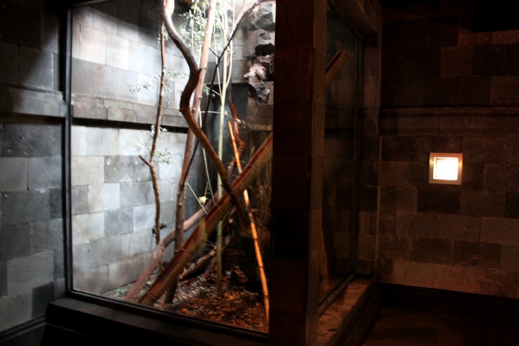 Planckendael - Asian Tropical House (Black rat)